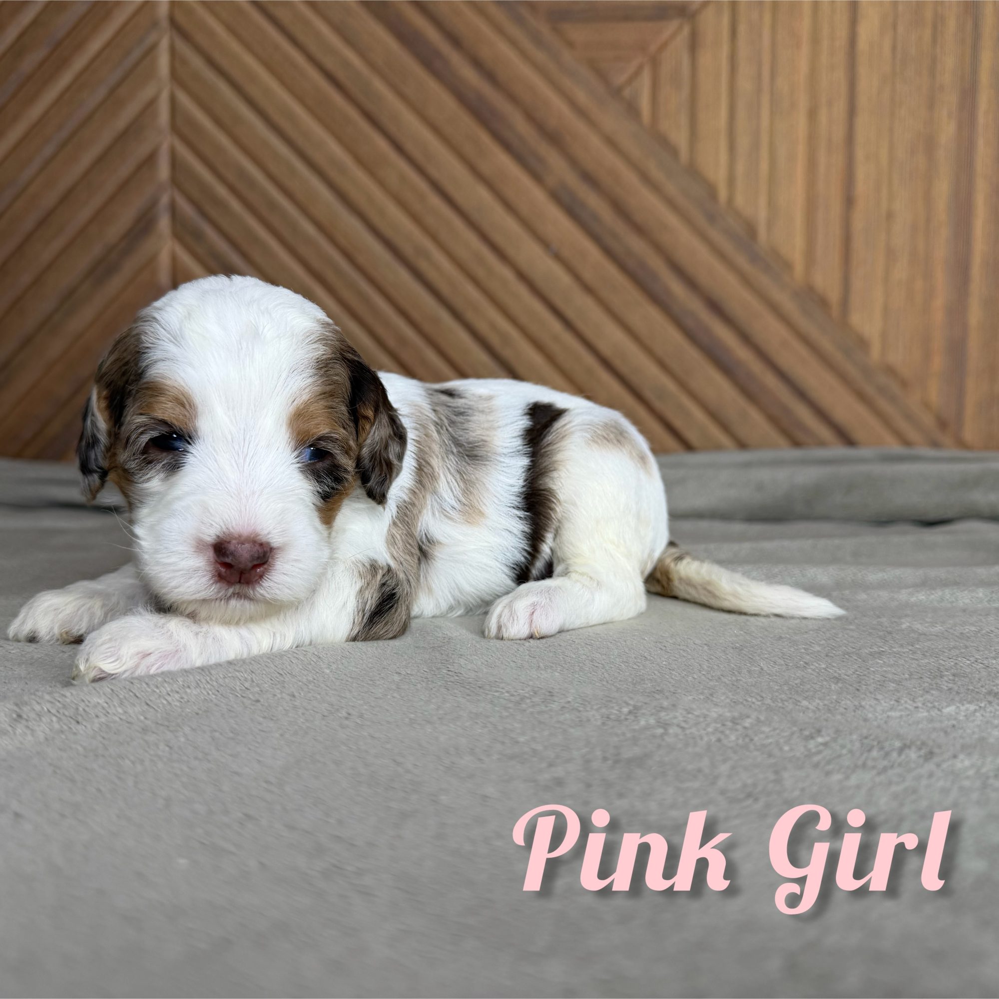 Pink Girl Australian Bernedoodle (IL)