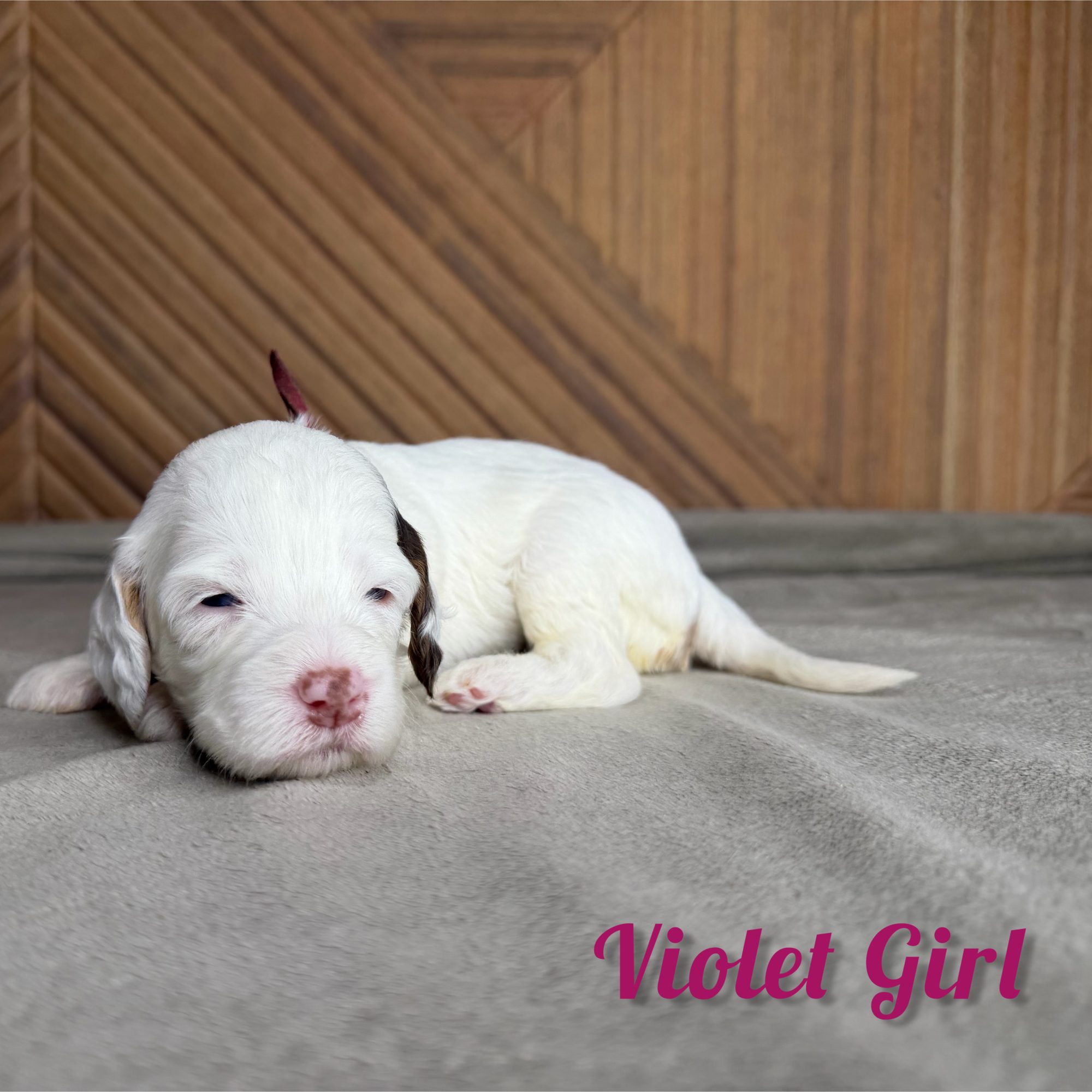 Violet Girl Australian Bernedoodle (IL)