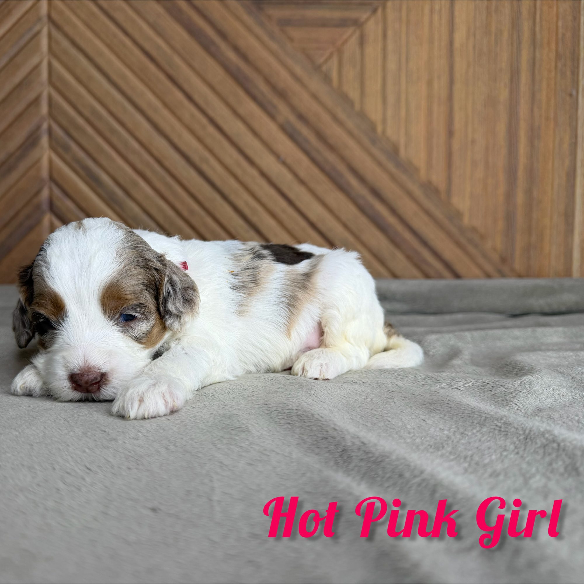 Hot Pink Girl Australian Bernedoodle (IL)