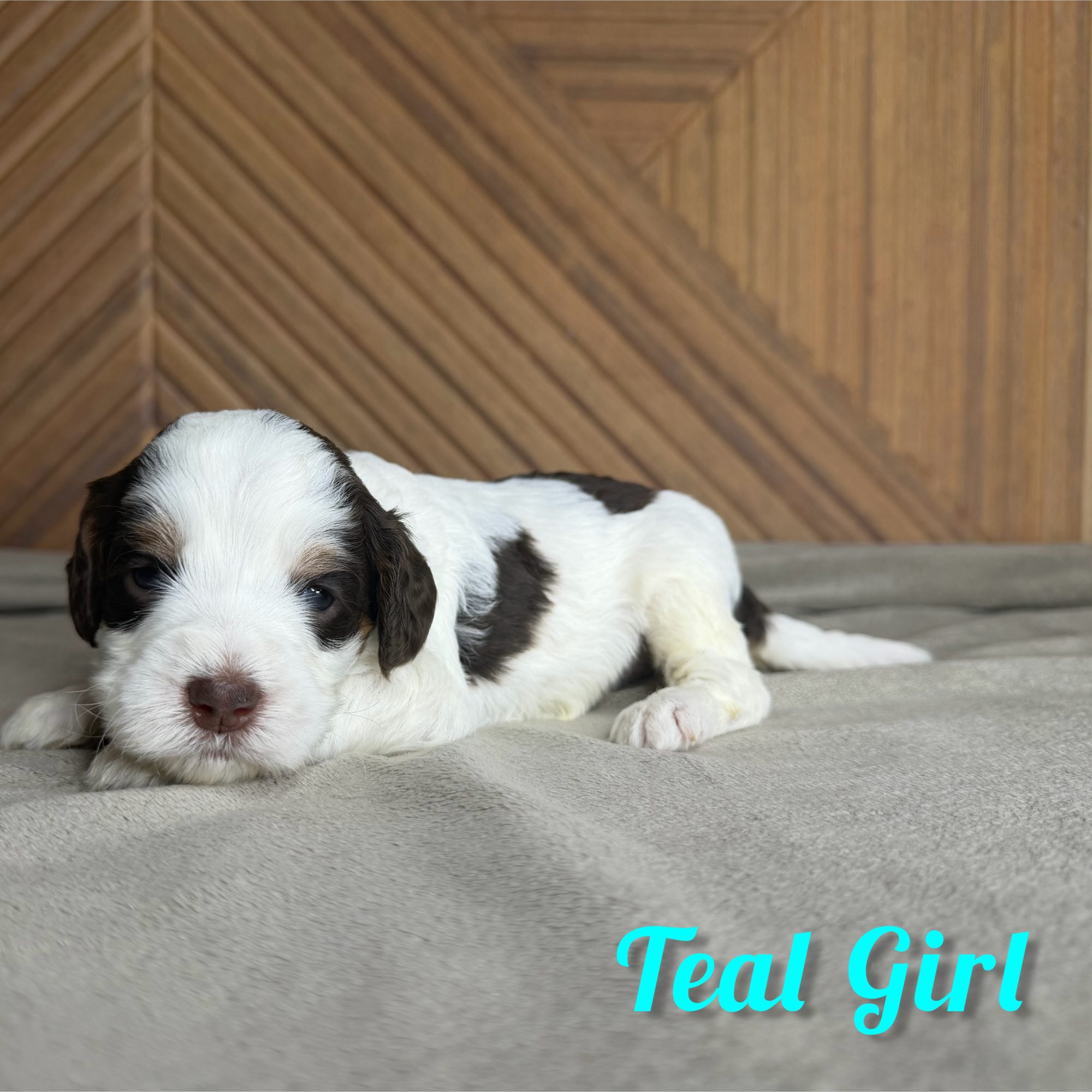 Teal Girl Australian Bernedoodle (IL)