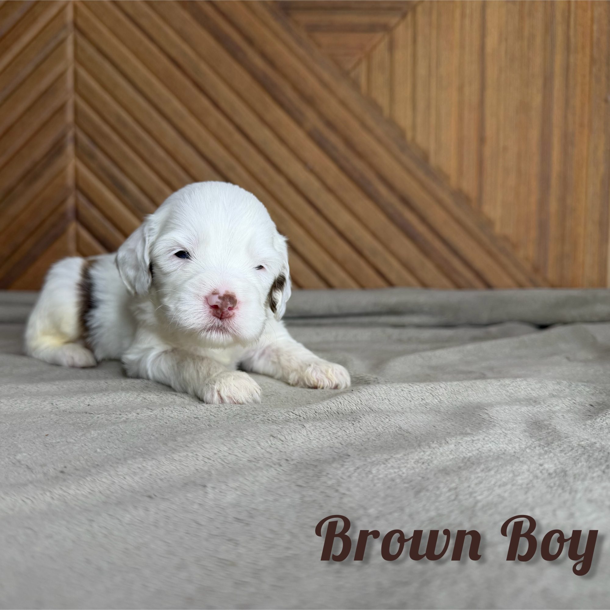 Brown Boy Australian Bernedoodle (IL)