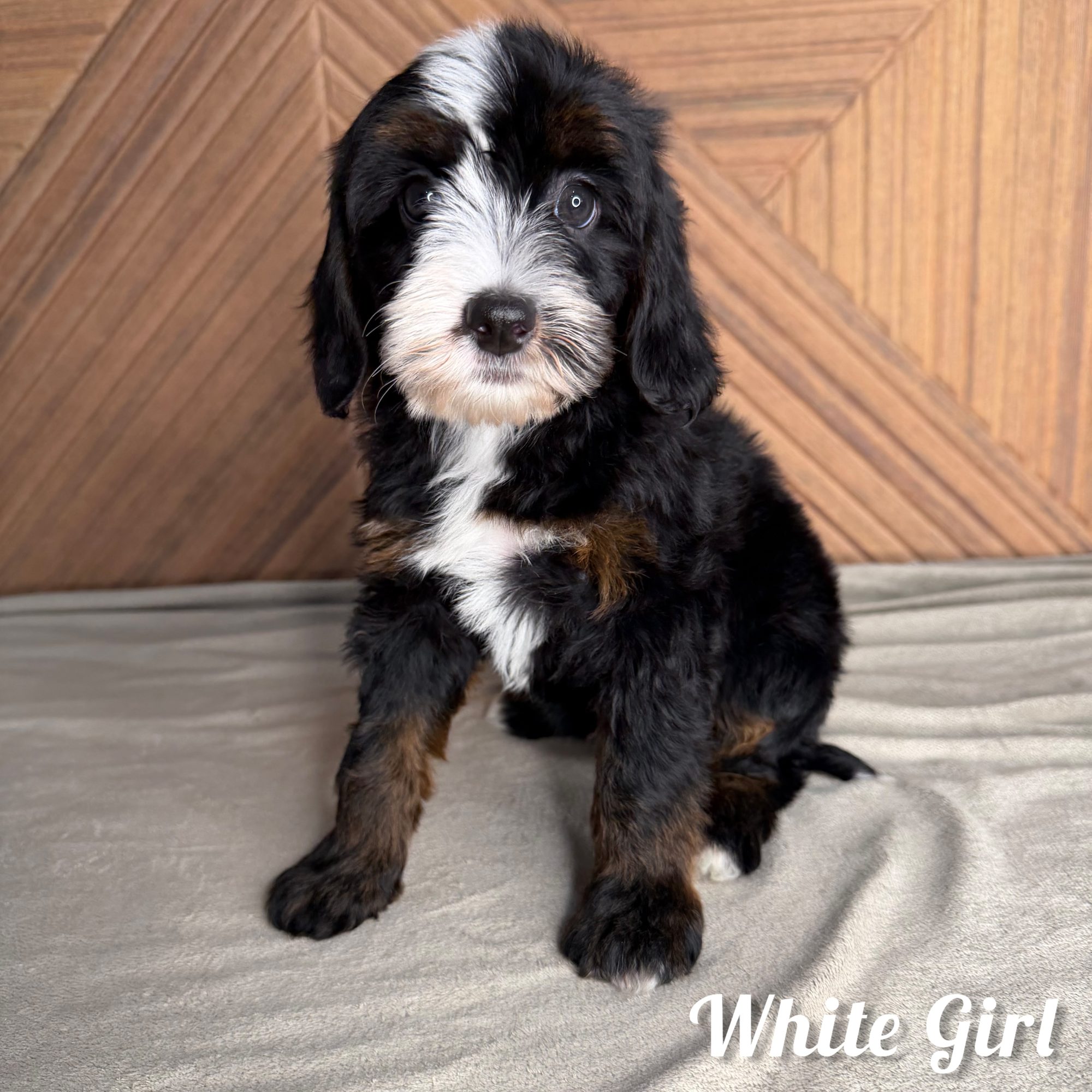 White Girl Australian Bernedoodle (RL)