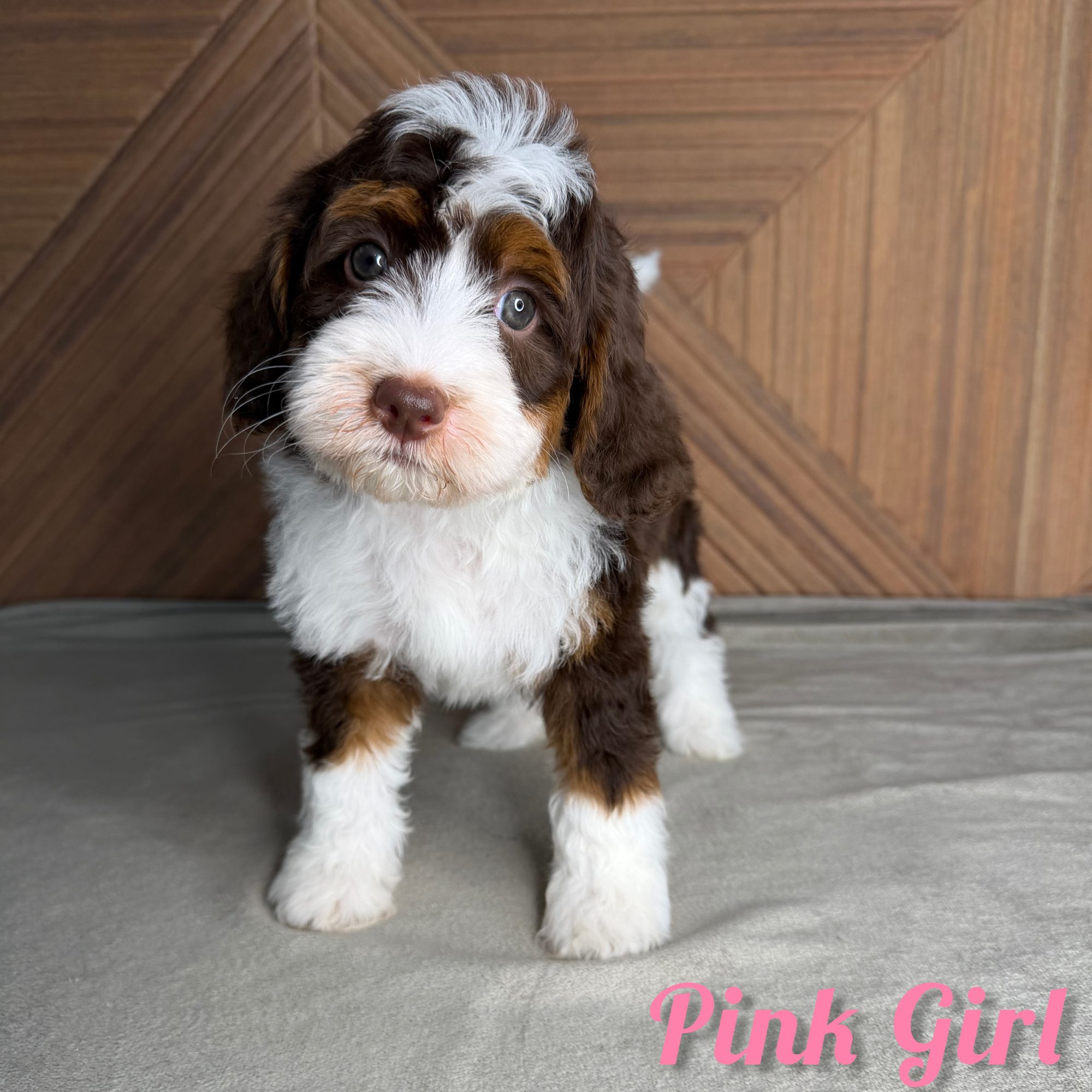 Pink Girl Australian Bernedoodle (RL)