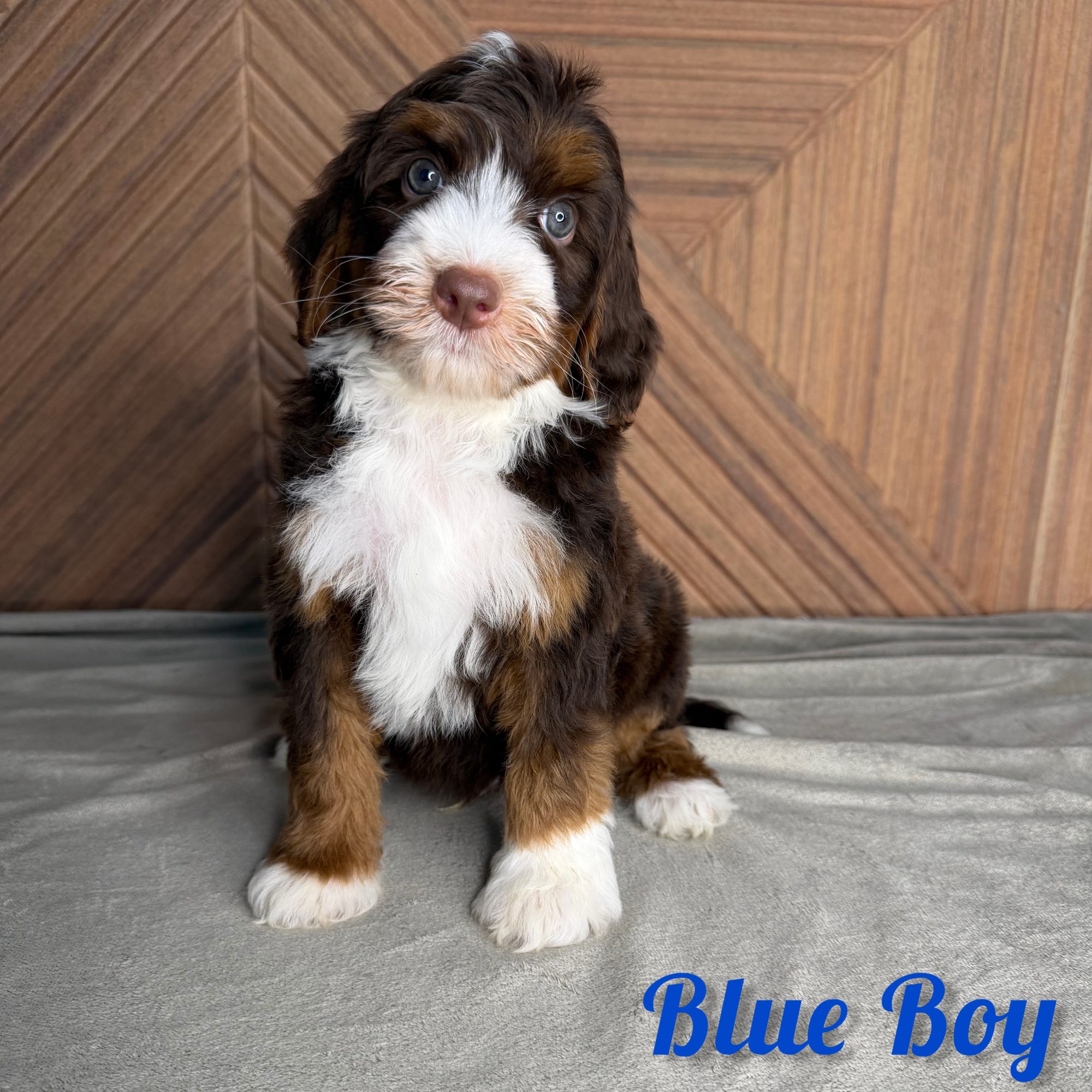 Blue Boy Australian Bernedoodle (RL)