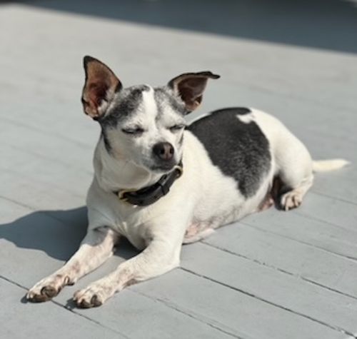 Photo of small dog "uno" on grey porch