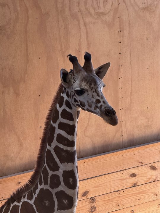 Rhaisi, the young giraffe transferred from Memphis Zoo to Hattiesburg Zoo