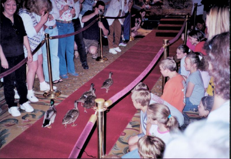 Peabody ducks marching on the red carpet in Memphis; archival photo from 2007