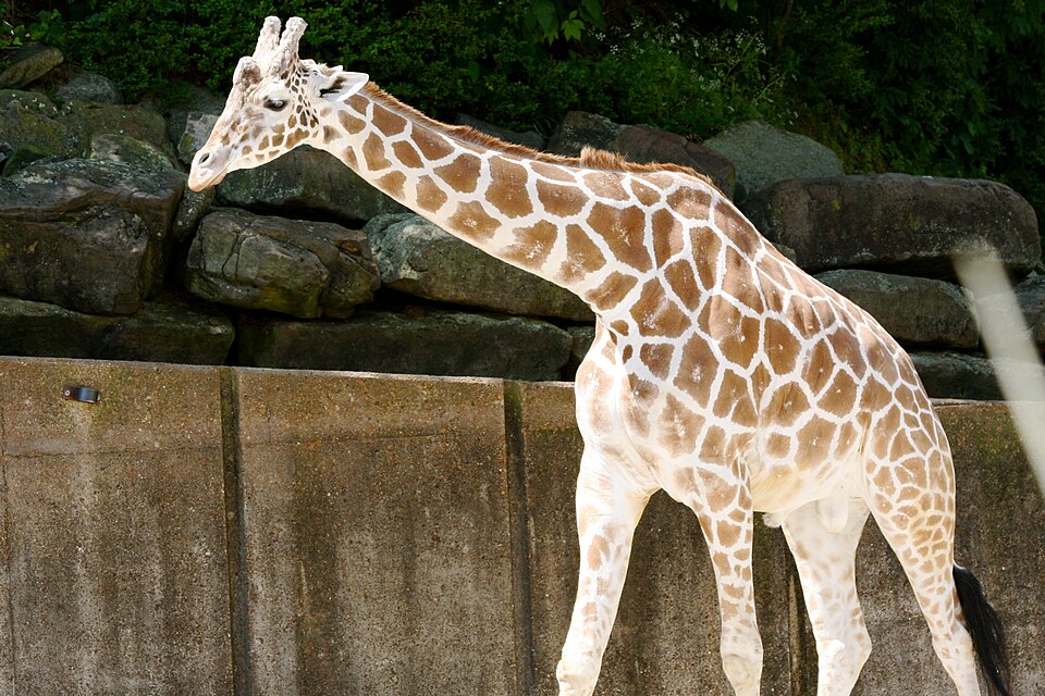 A giraffe at Memphis Zoo; archival animal photo from 2008