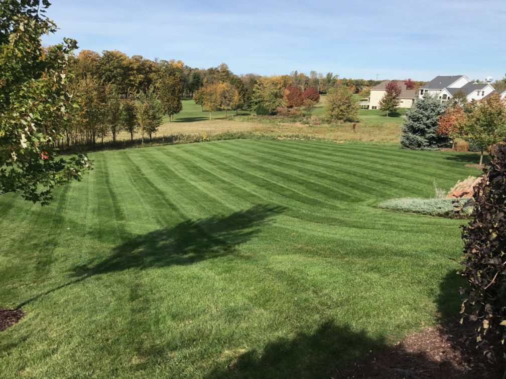 Freshly mowed lawn