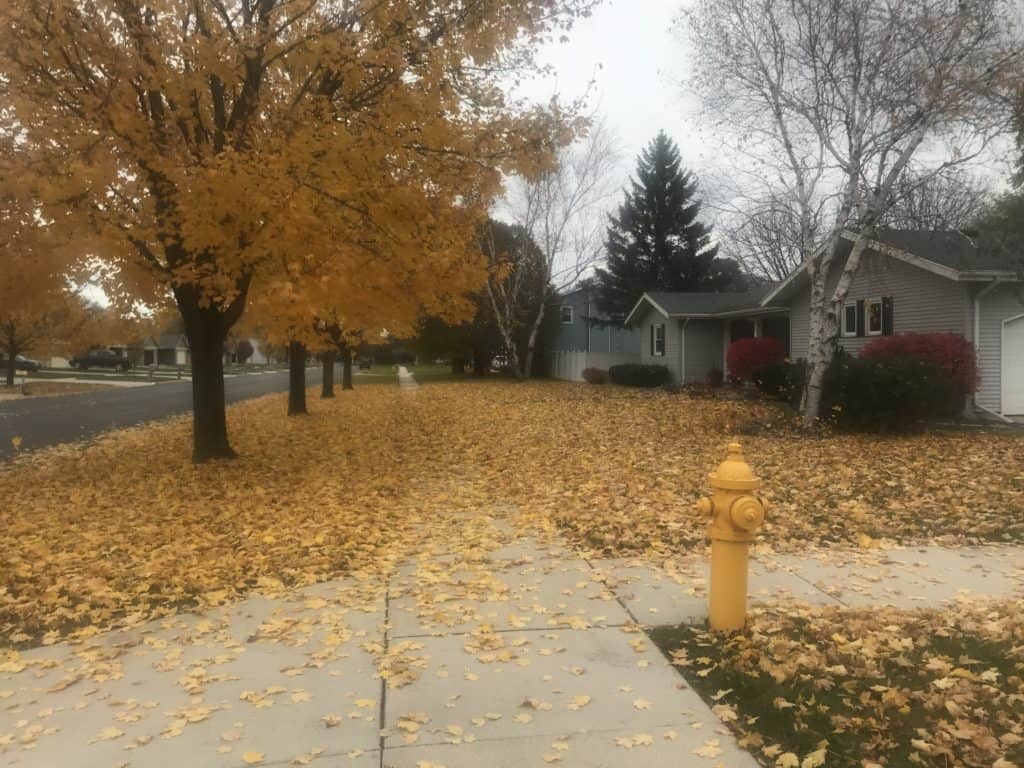 Lawn maintenance project
