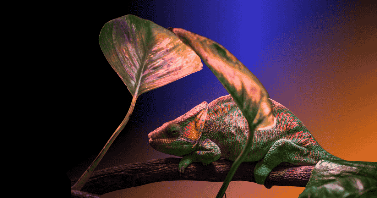 Colourful chameleon depicting adapting asset manager digital marketing strategies on RFPnetworks.