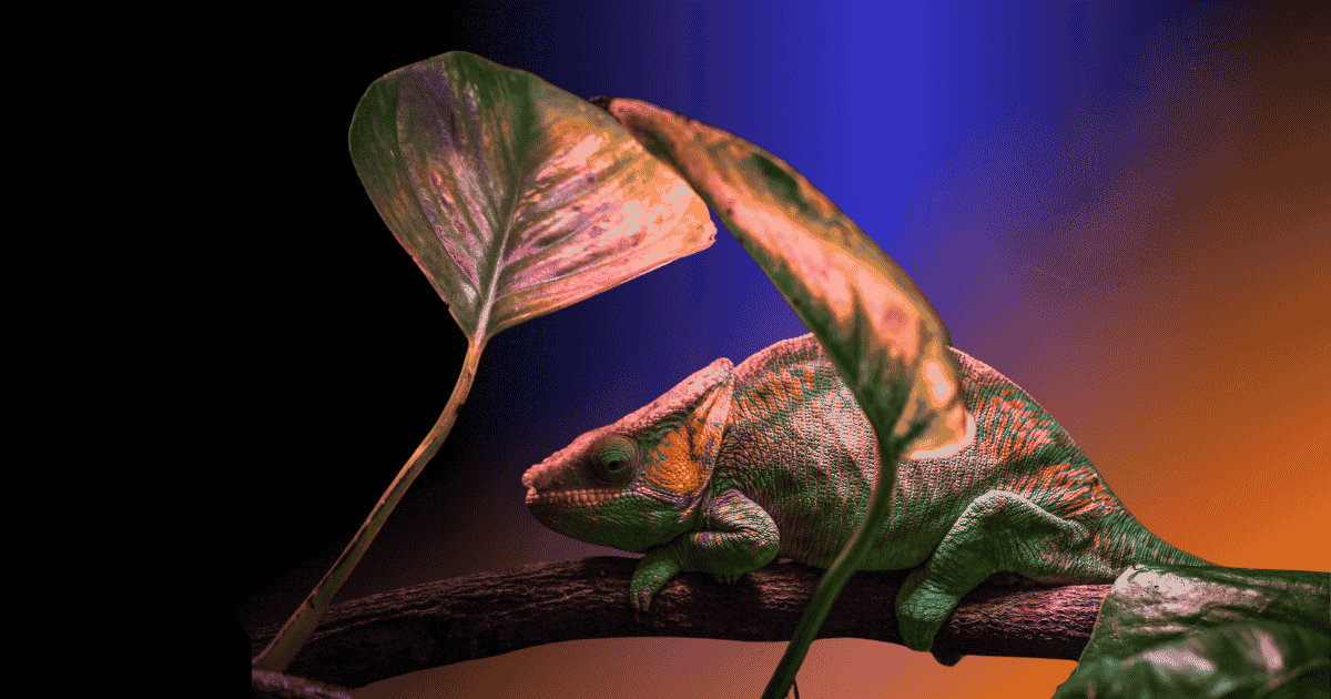 Colourful chameleon depicting adapting asset manager digital marketing strategies on RFPnetworks.