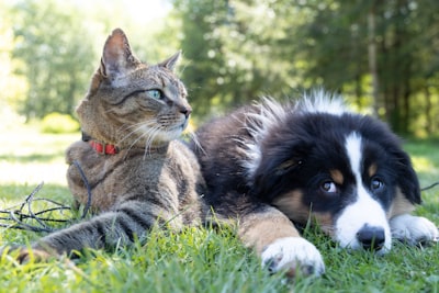 Dog and cat on a lawn.
