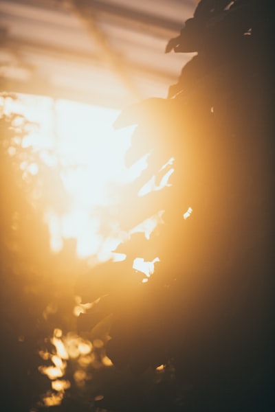 Warm light through leaves.