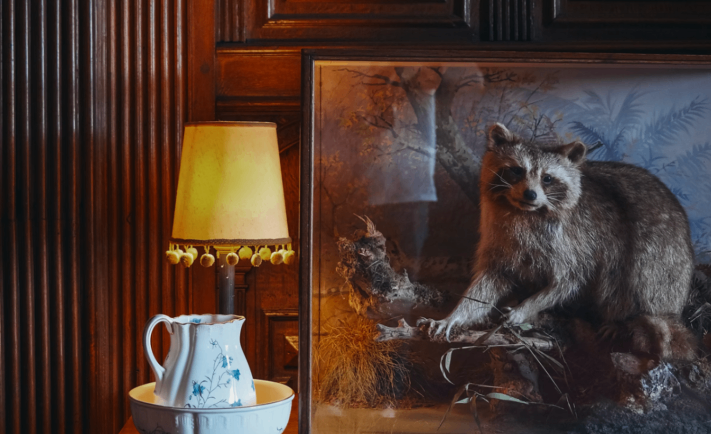 Taxidermy raccoon.
