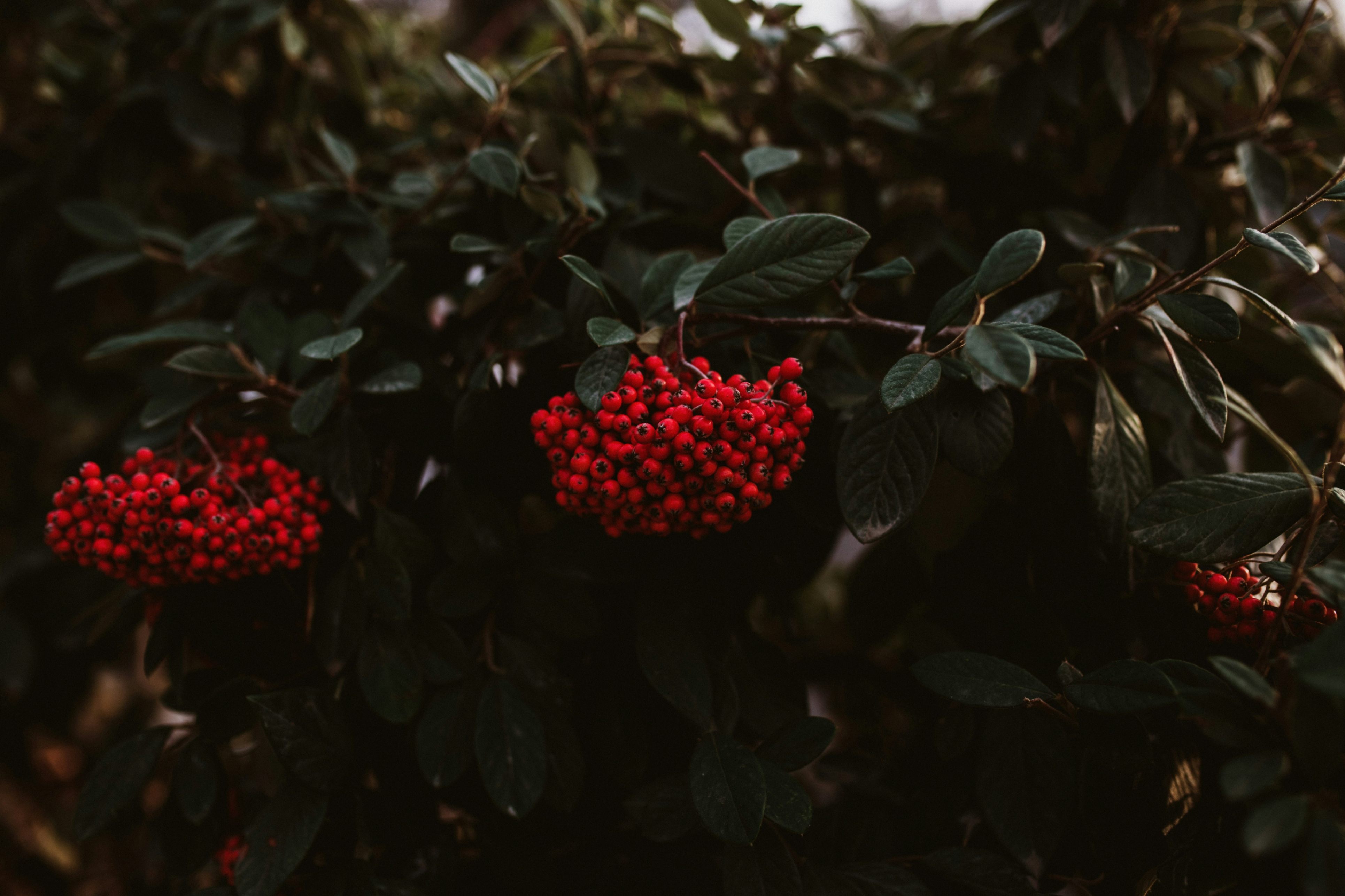 Holiday greenery and red berries. 