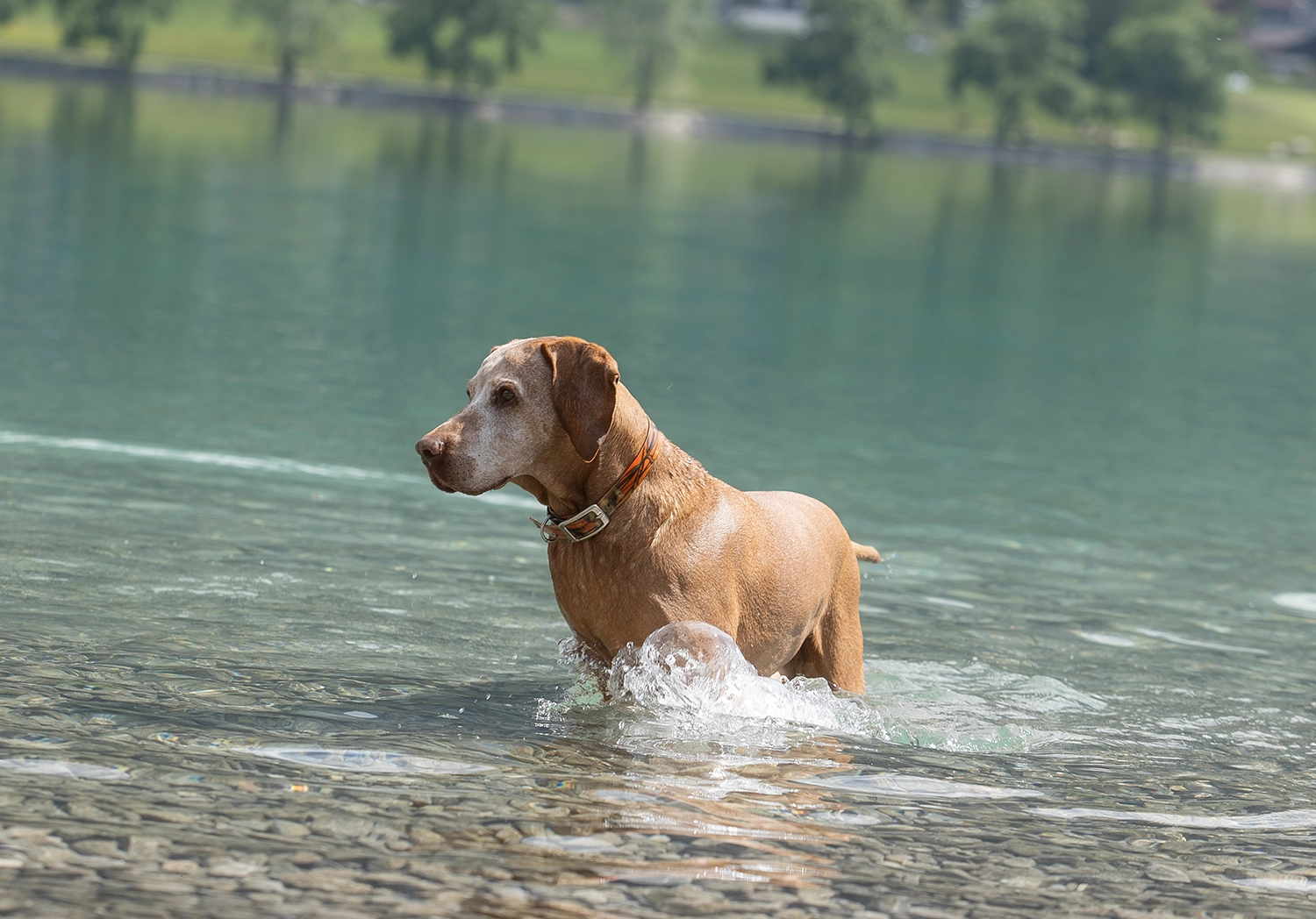 Privater kostenloser Badestrand im Seehotel St. Hubertus am Achensee in Pertisau | Hundestrand – Hunde erlaubt