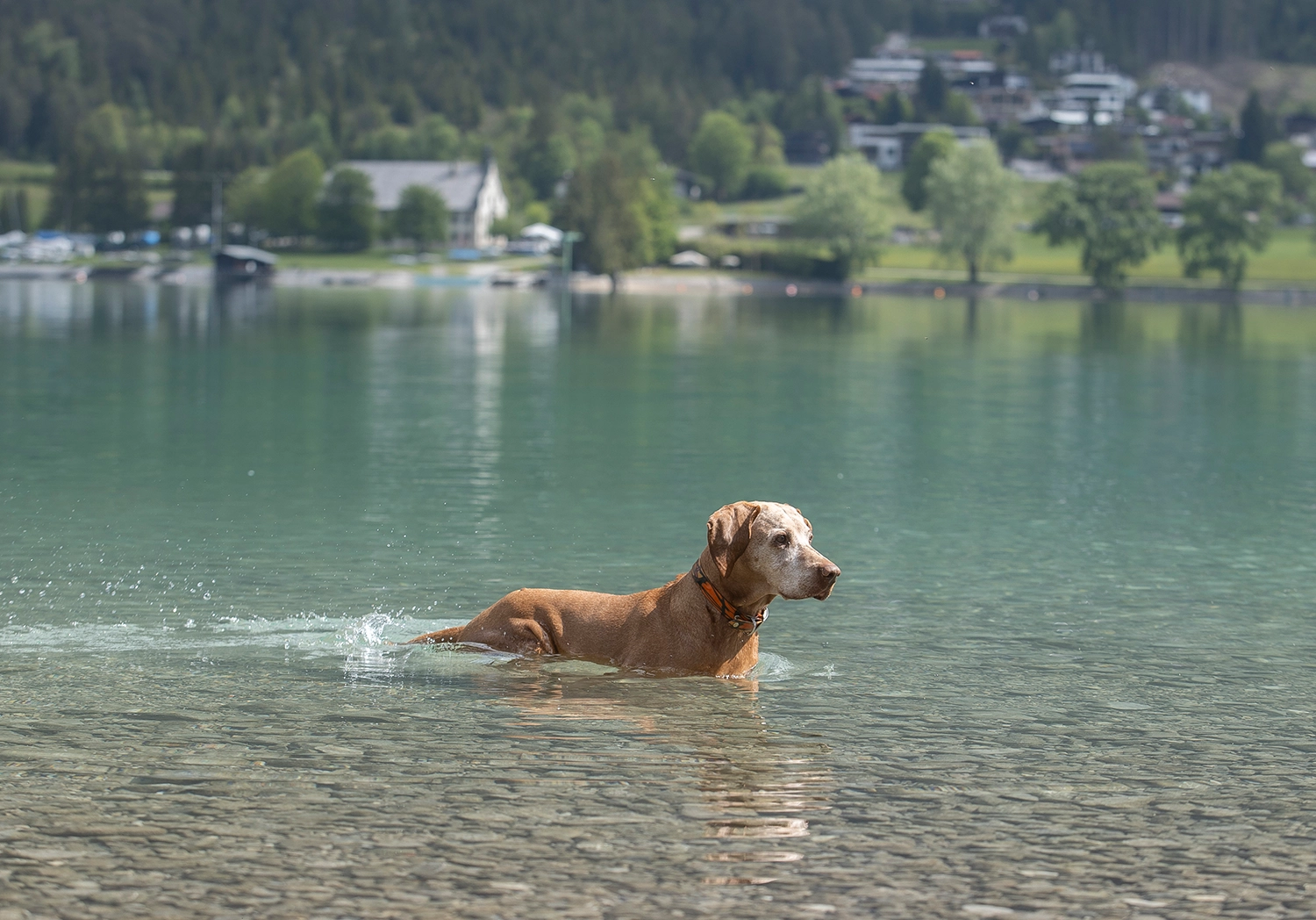 Privater kostenloser Badestrand im Seehotel St. Hubertus am Achensee in Pertisau | Hundestrand – Hunde erlaubt