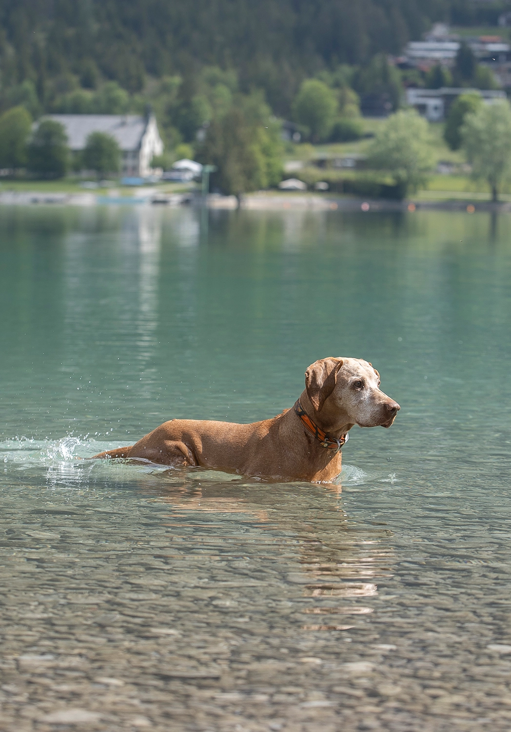 Privater kostenloser Badestrand im Seehotel St. Hubertus am Achensee in Pertisau | Hundestrand – Hunde erlaubt