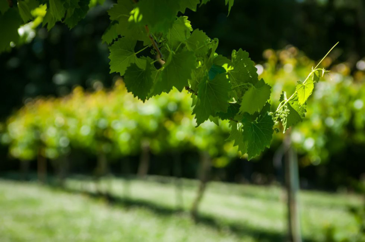 A close up image of the leaves from a vineyard.