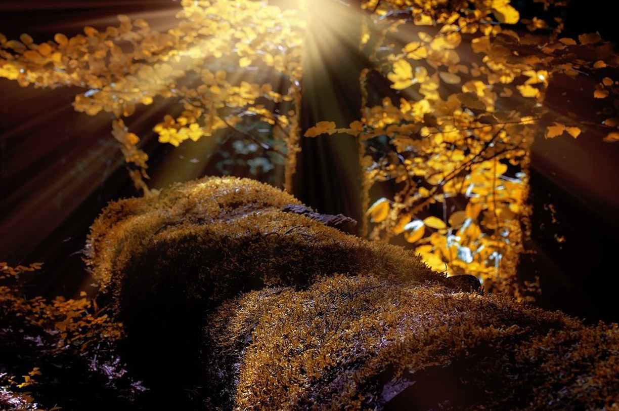 Landscape image of a tree in a forest letting light shine through the leaves