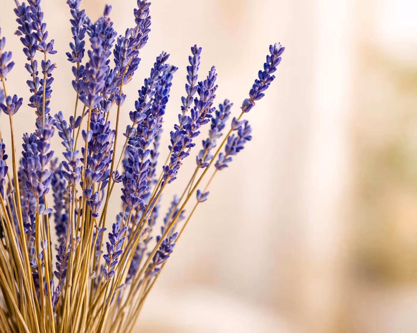 Close-up of dried lavender stems with purple flowers against a soft beige background.