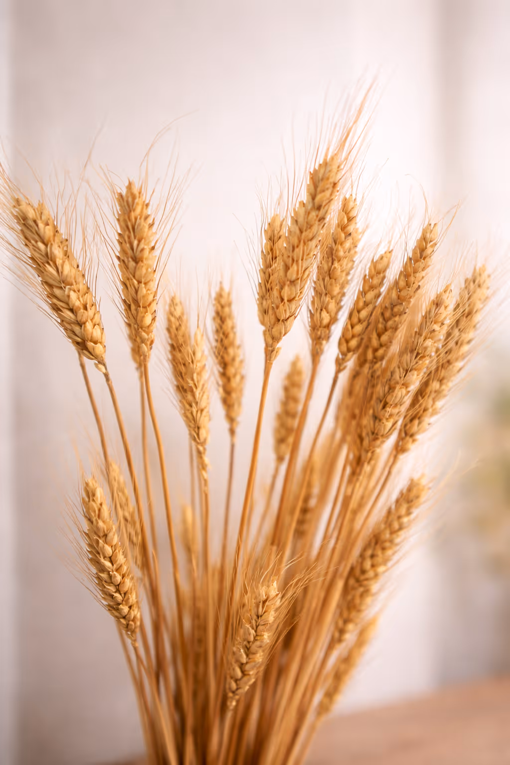 Close-up of a bunch of golden wheat stalks with soft background.