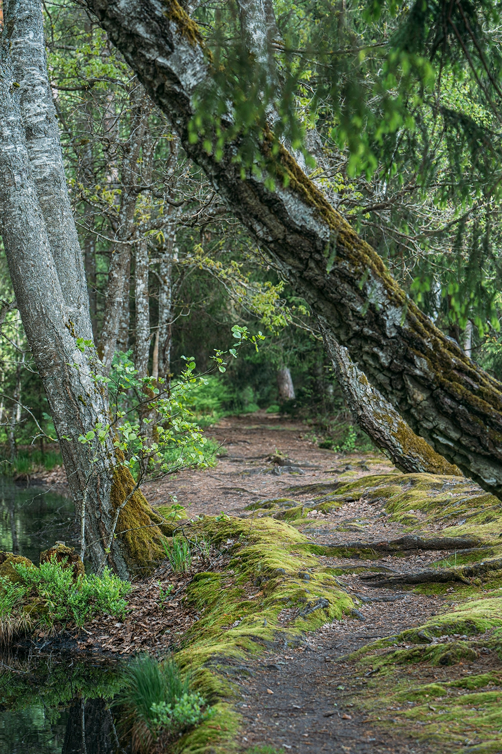 opteamis rc pro stello