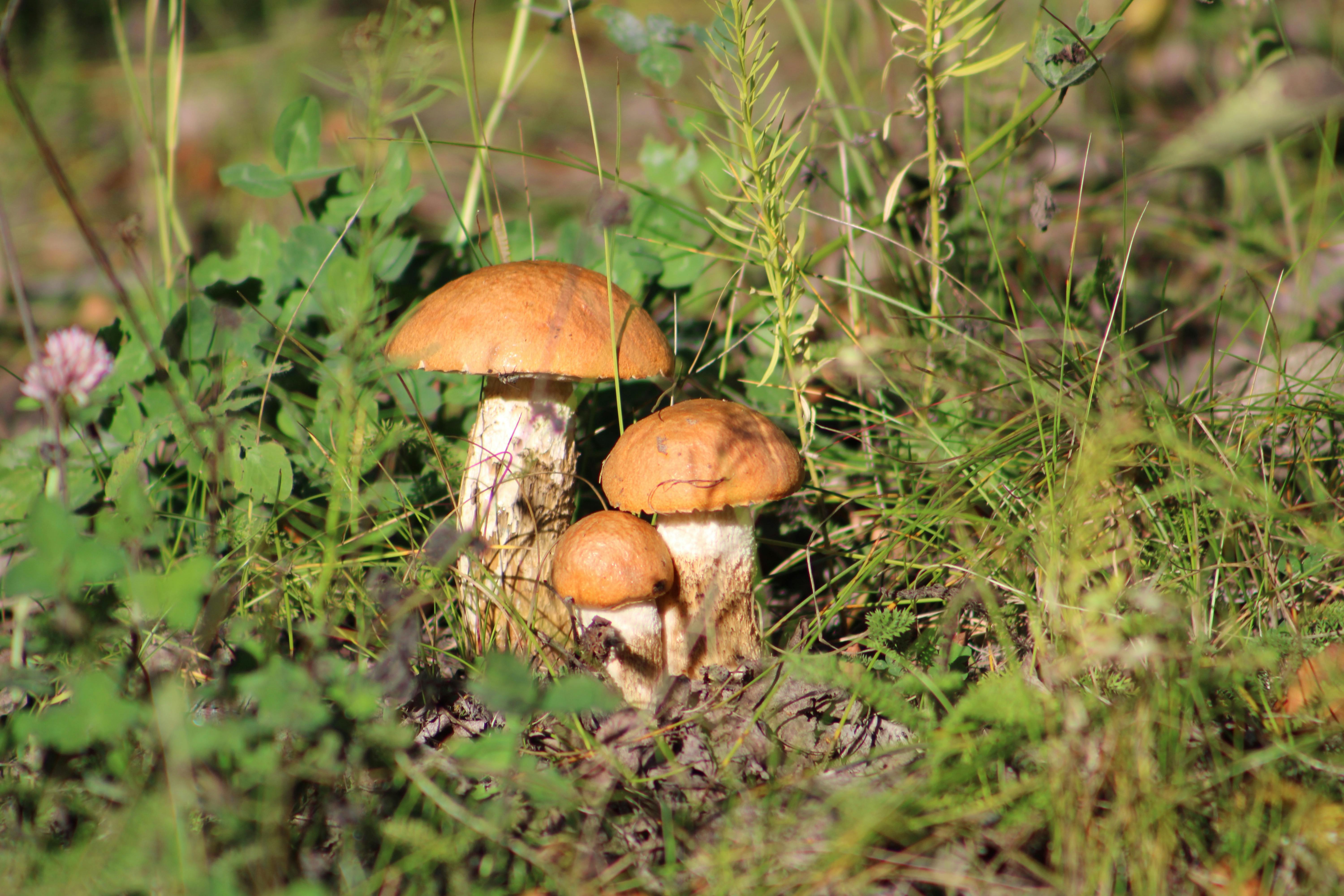 ipaidthat-facturation