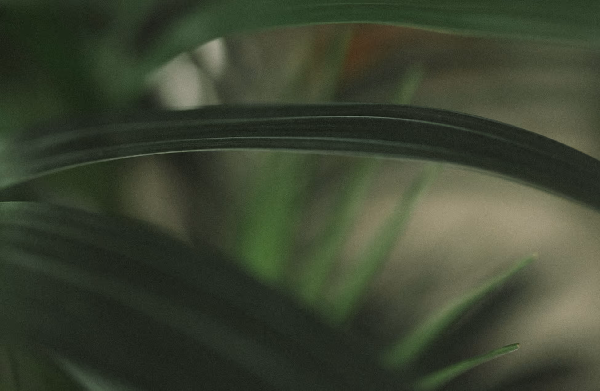 Close-up of dark green, blurred leaves with soft lighting.