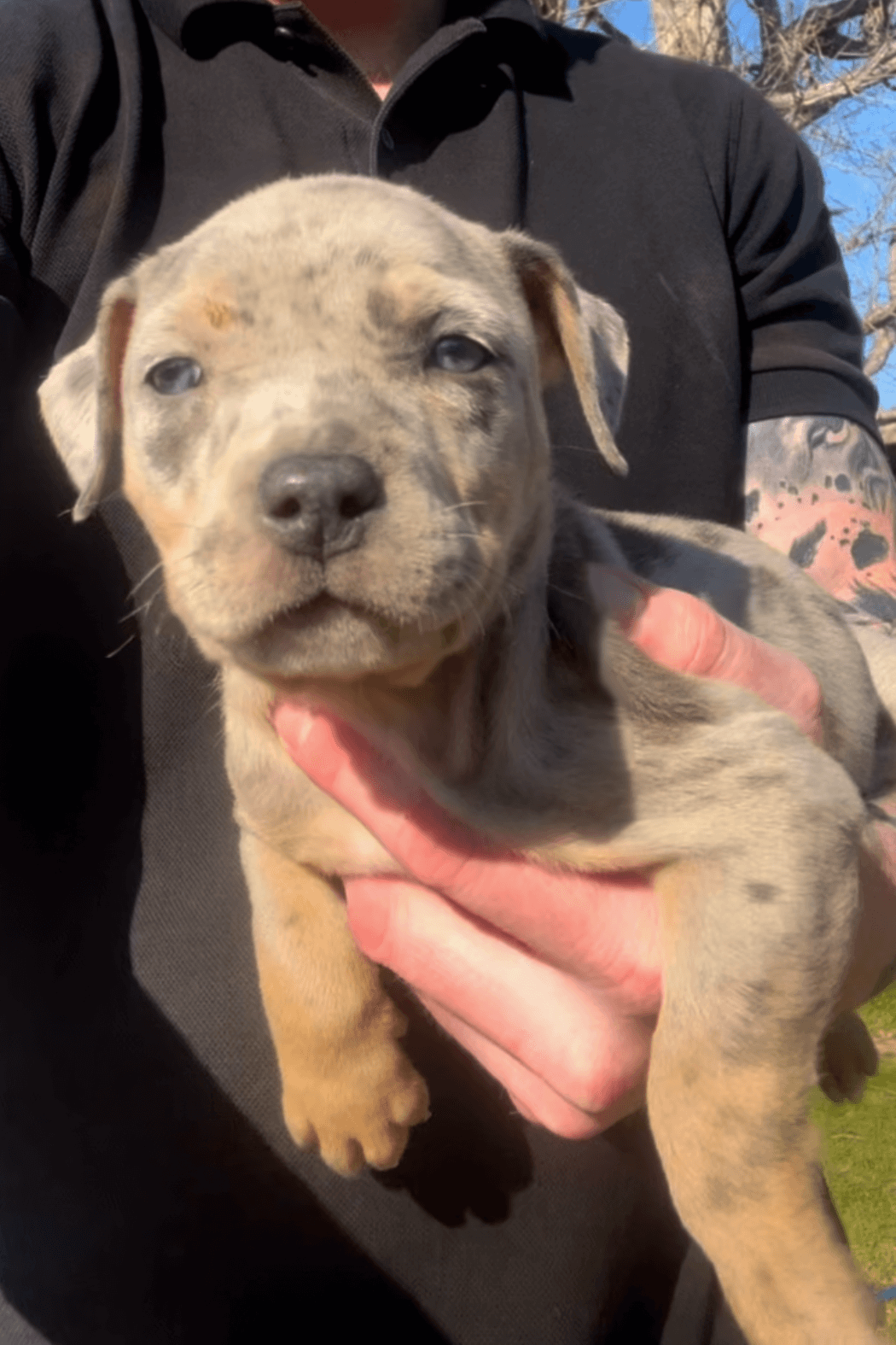 Blue Tri Merle xl bully female 
with blue eyes and black spots 