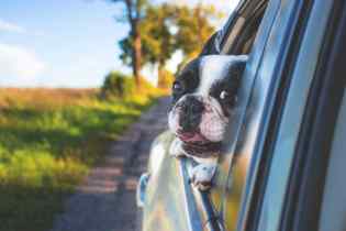car on the road with a dog sticking its head out of the window