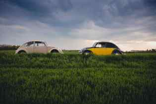 two vw beetles facing each other viewed from the side in a grassy landscape
