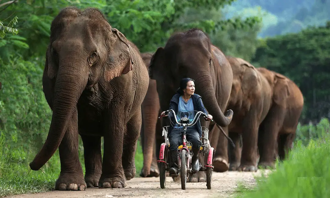 A lady riding a motorcycle in front of heards of elephants 