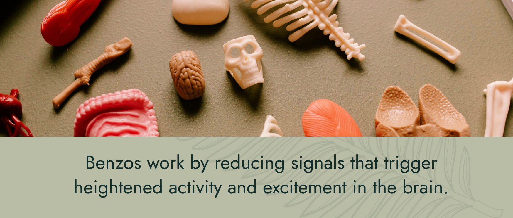 Image: Parts of a plastic model of the human body, including bones, the brain, and other organs. Text: Benzos work by reducing signals that trigger heightened activity and excitement in the brain.