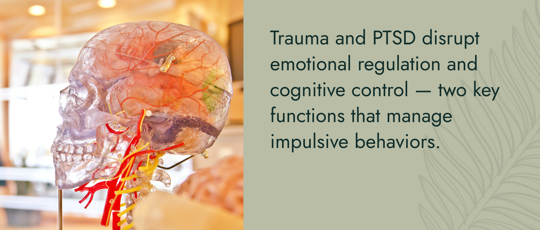 Image: A clear plastic model of a skull with visible plastic organs set up in a classroom. Text: Trauma and PTSD disrupt emotional regulation and cognitive control - two key functions that manage impulsive behaviors.