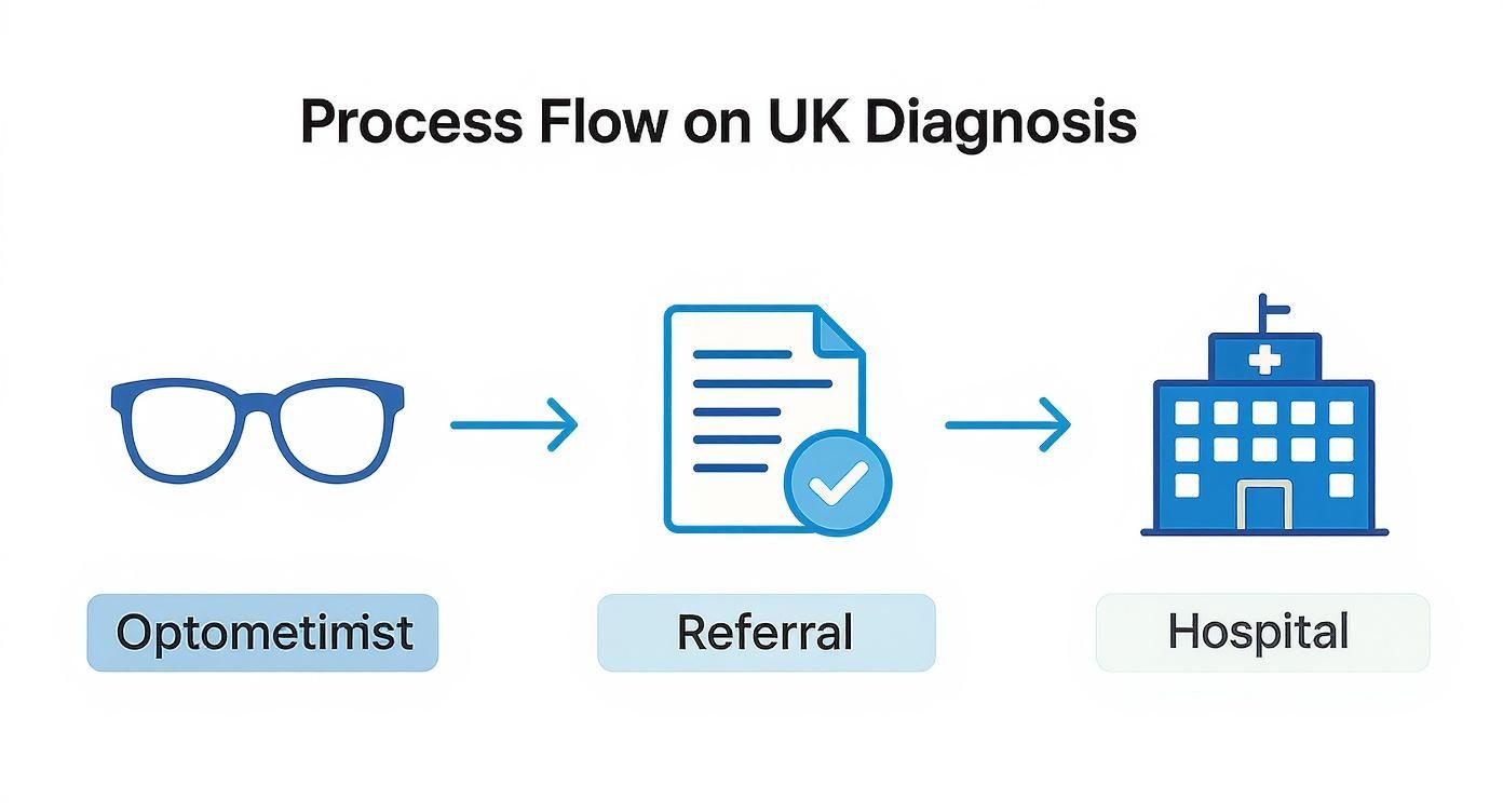 Infographic about nuclear sclerosis cataract