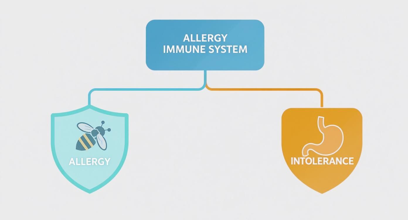 Infographic about food allergy testing