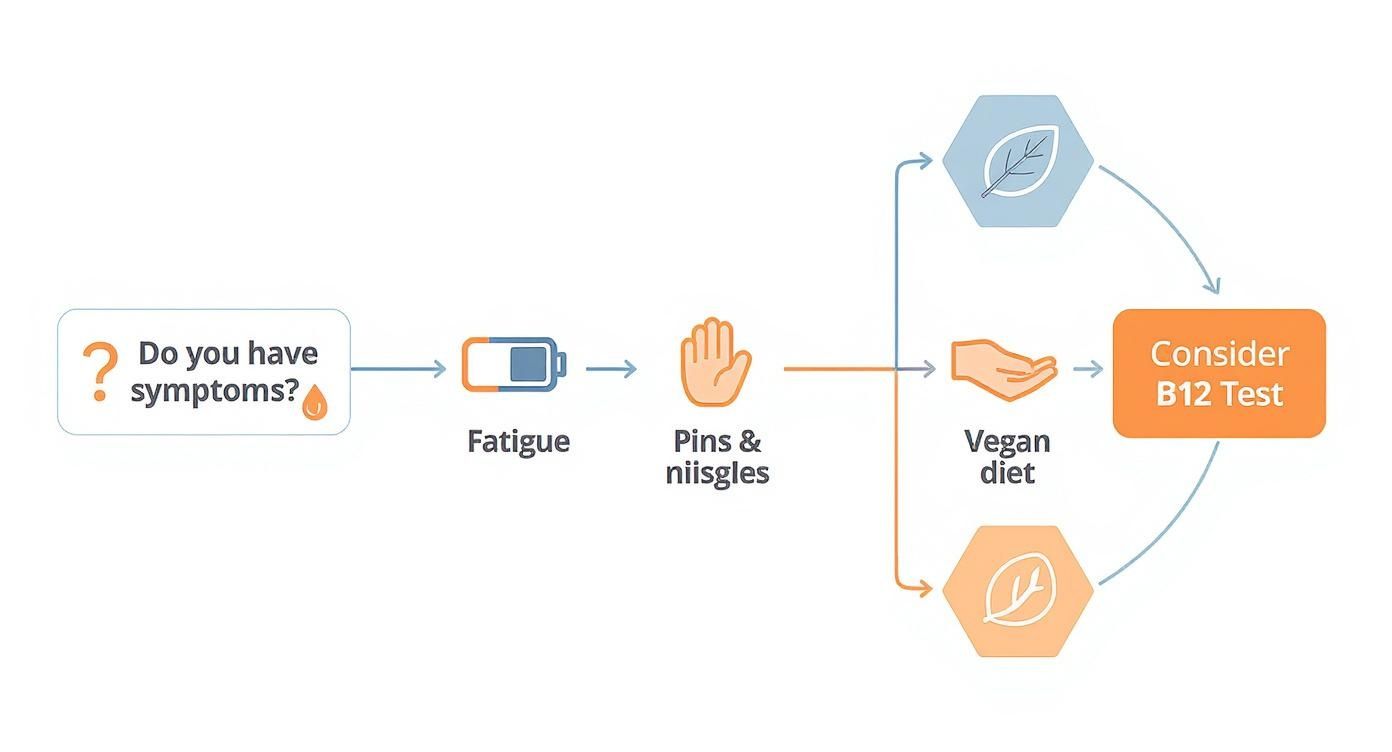 Flowchart showing symptoms like fatigue and pins & needles, and a vegan diet, as reasons to consider a B12 test.