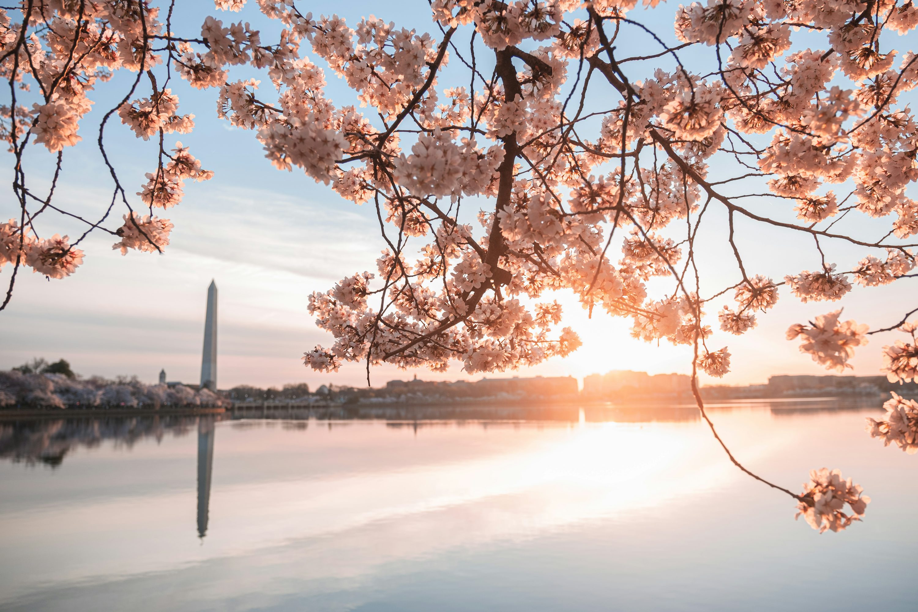 Cherry Blossom Engagement Photos: When and Where in DC
