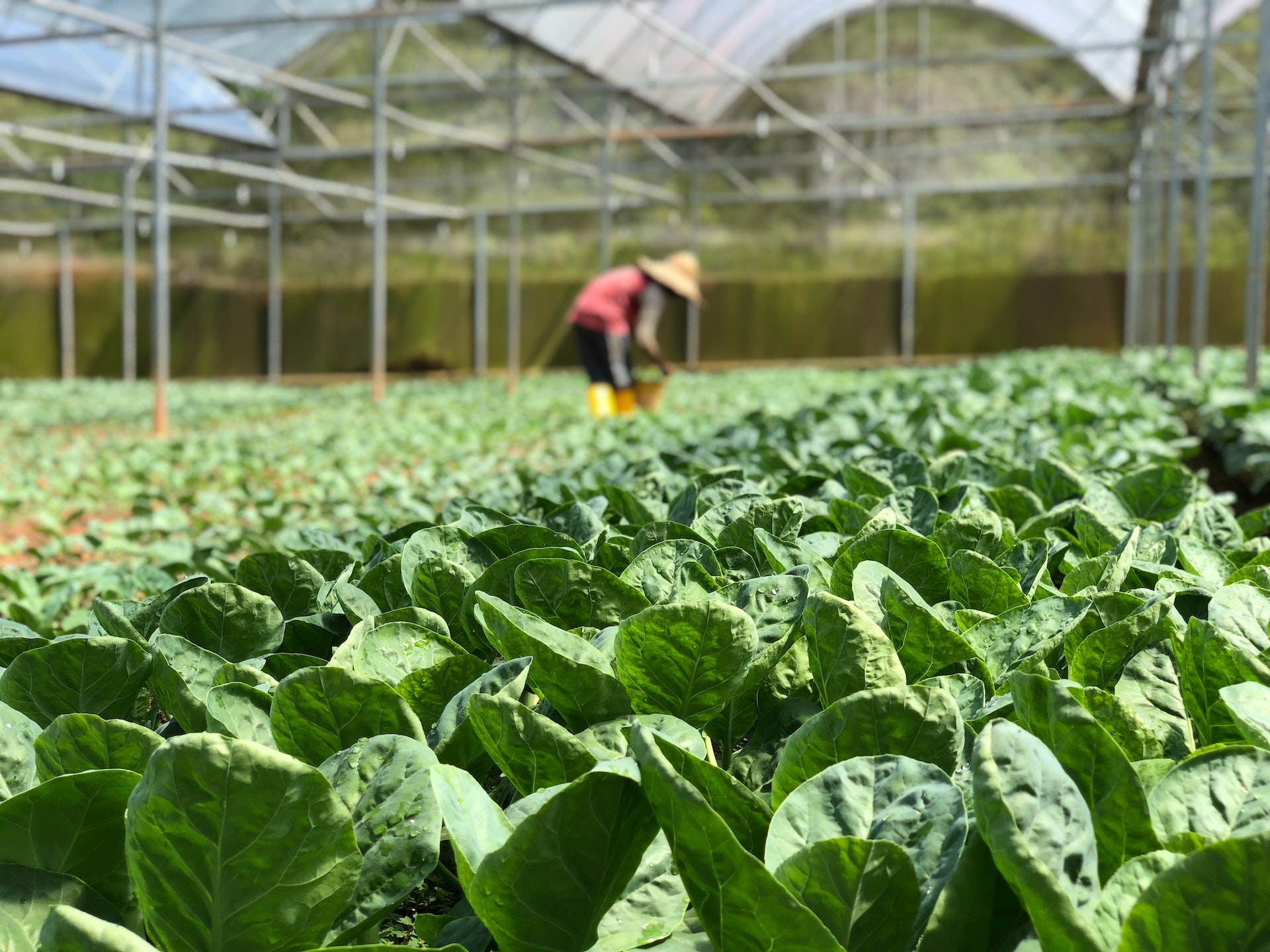 Professional Horticulture Consultants