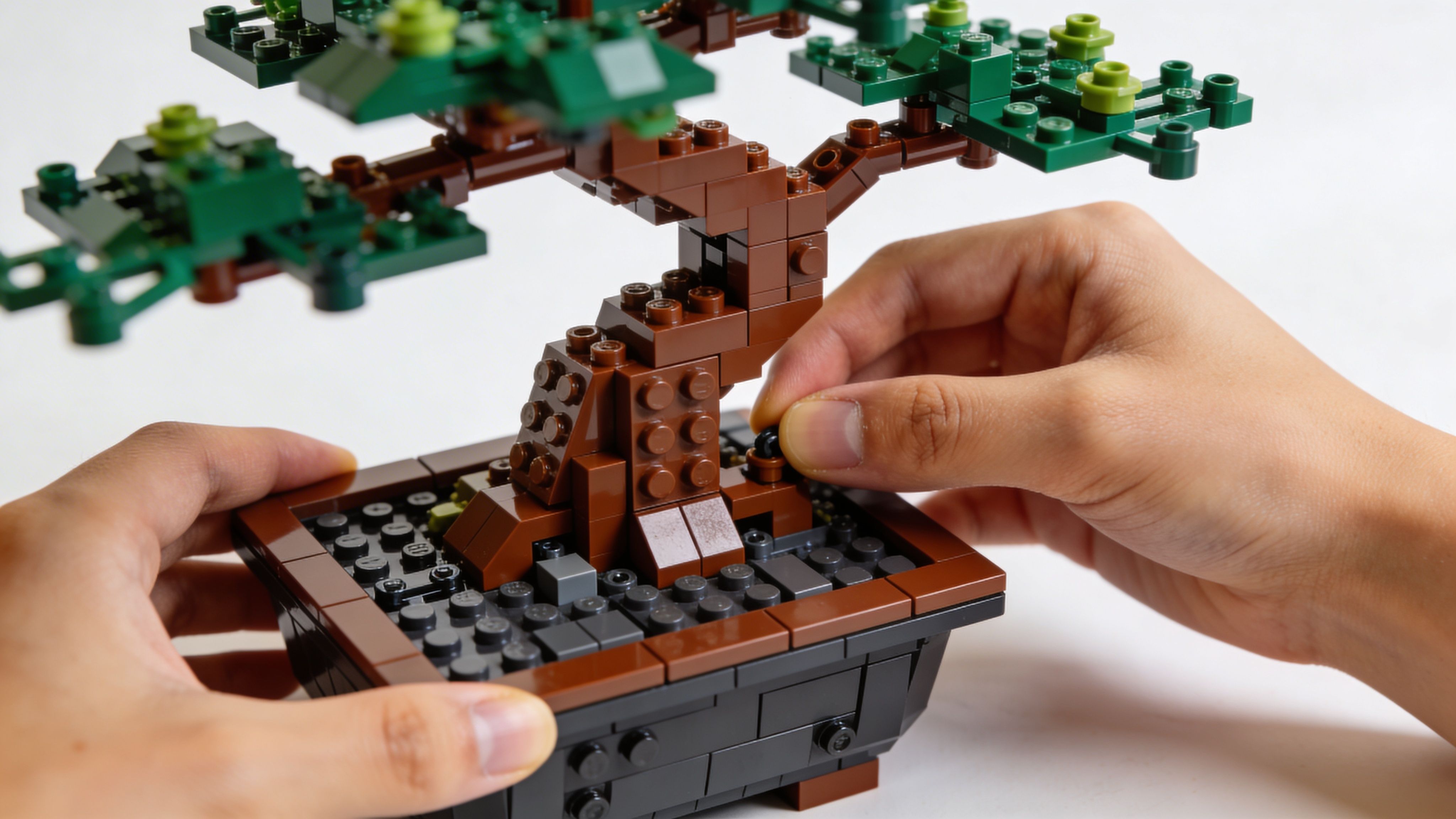 A pair of hands carefully assembling a LEGO bonsai tree kit on a plain white background.