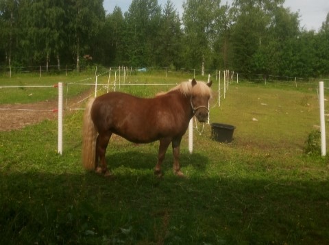 Ulkona seisova hevonen