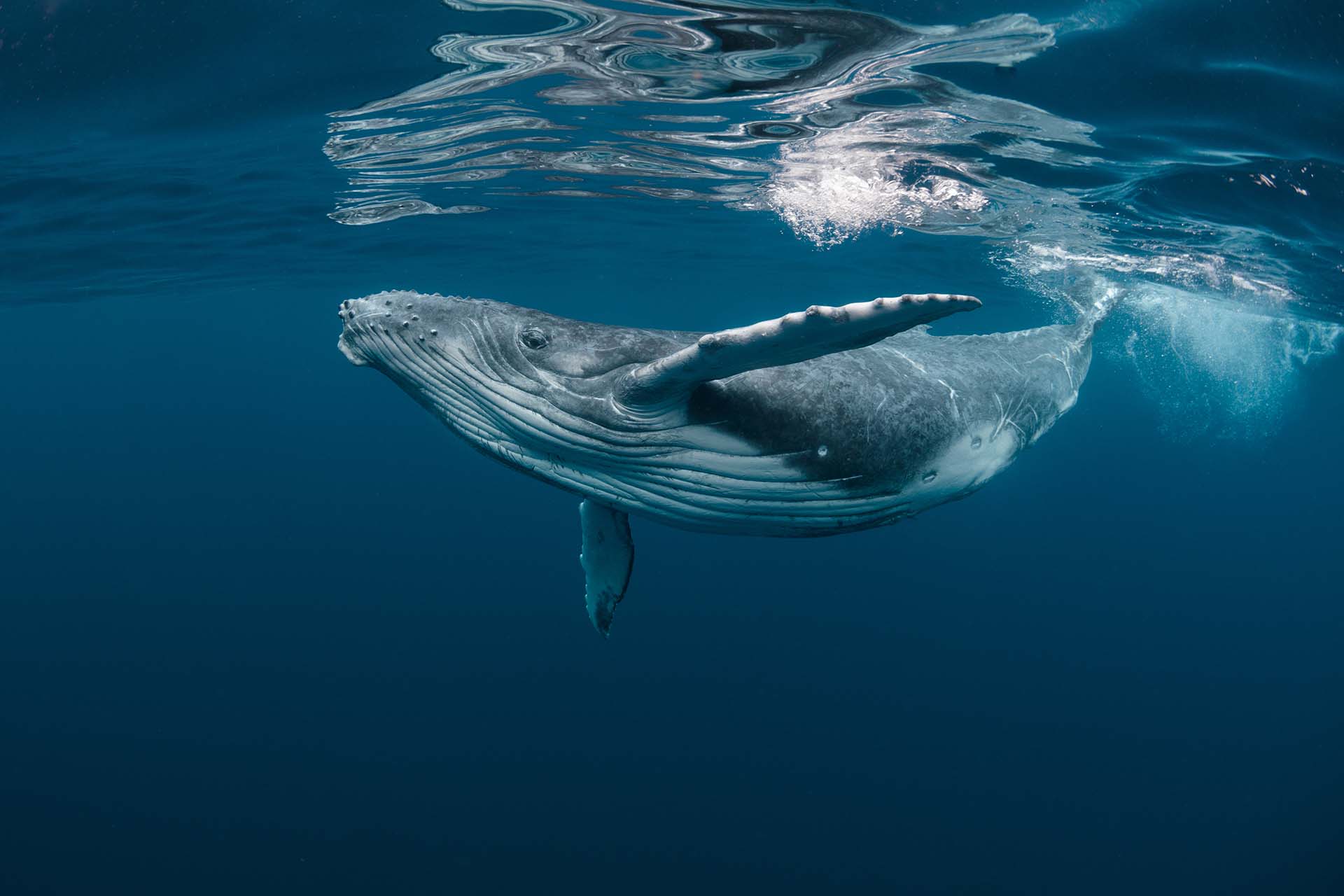 Whale swimming underwater, promoting the Ocean Film Festival at Venue Cymru, Llandudno