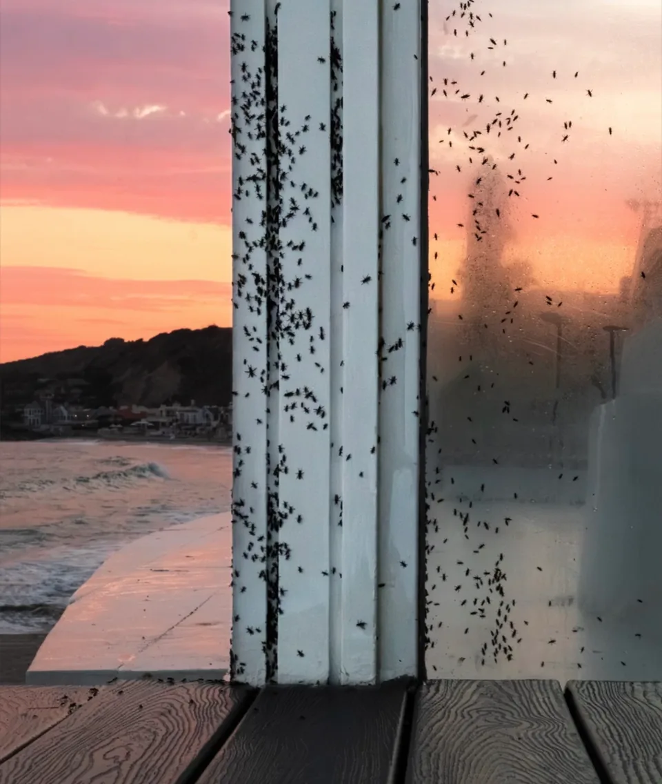 Untitled (billionaires beach) by Molly Berman