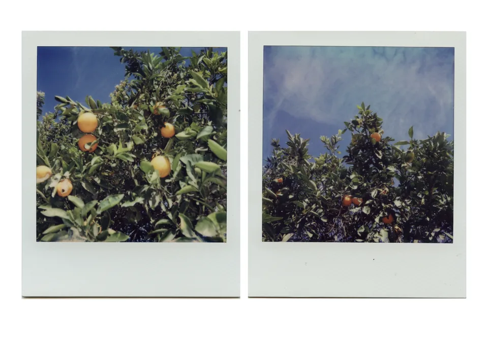 i.e oranges by Mariana Rodela