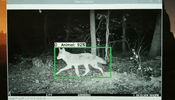 A view of the Mobilenet wildlife detector in action, with a fox being identified as an animal with 92% accuracy. 