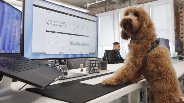 Sigma x Dutch Pet: Video Editing for AI Data Analytics