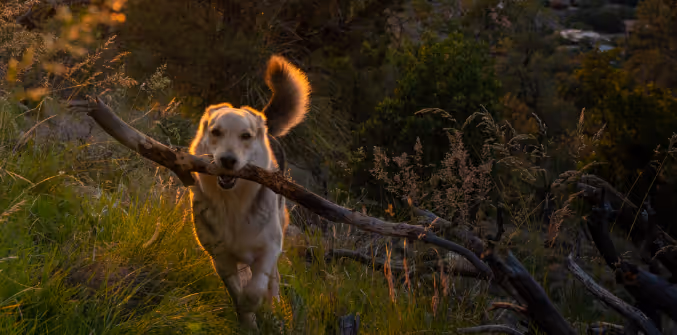 A candid photo of Koda, a handsome huskey-shepherd mixed dog mix carrying a big stick 