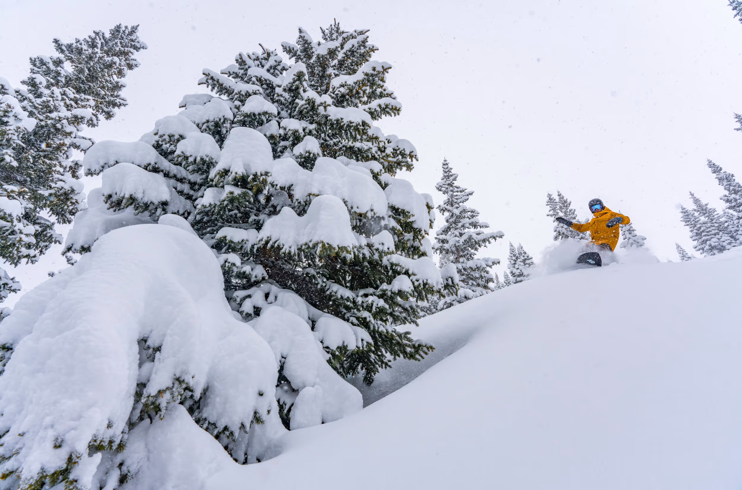 A snowboarder dropping in on a sick pow run 